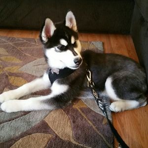 Meet your Posher, Deborah